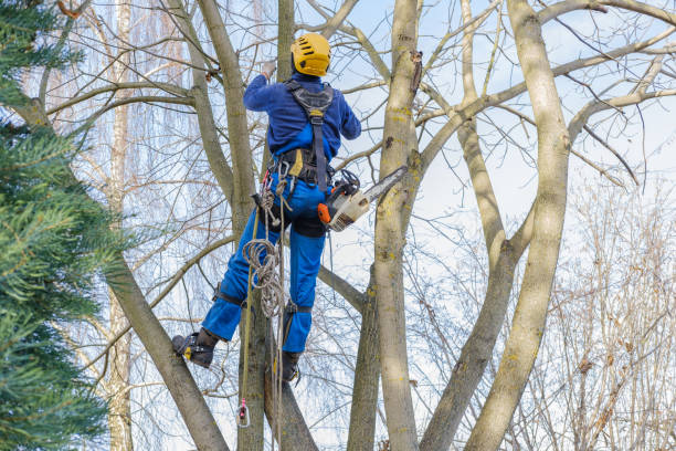 How Our Tree Care Process Works  in  Tarrytown, NY